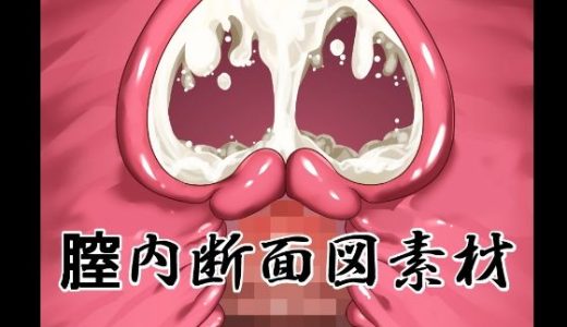 膣内断面図素材